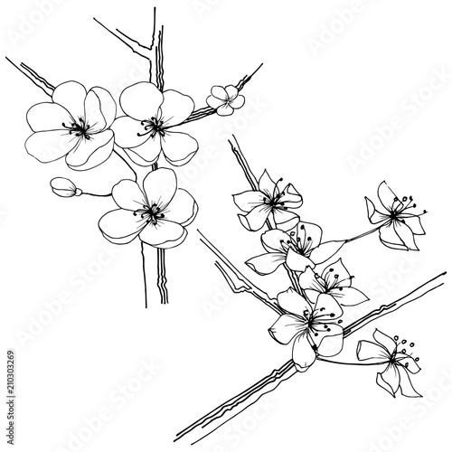 Sakura wildflower in a vector style isolated. Full name of the plant: sakura. Vector flower for background, texture, wrapper pattern, frame or border.