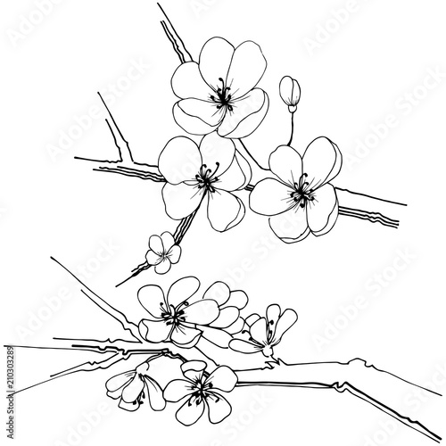 Sakura wildflower in a vector style isolated. Full name of the plant: sakura. Vector flower for background, texture, wrapper pattern, frame or border.