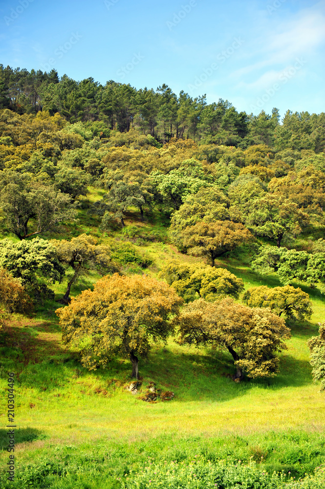 Parque Natural Sierra de Aracena y Picos de Aroche. Dehesas de Sierra Morena. Reserva de la Biosfera. Provincia de Huelva, Andalucía, España