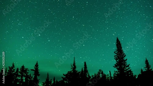 Starry sky over the fir-trees. 4k time-lapse