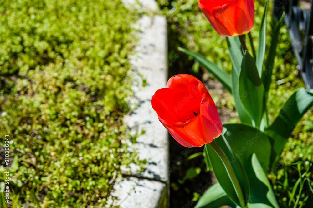Red tulips on flowerbed in city park
