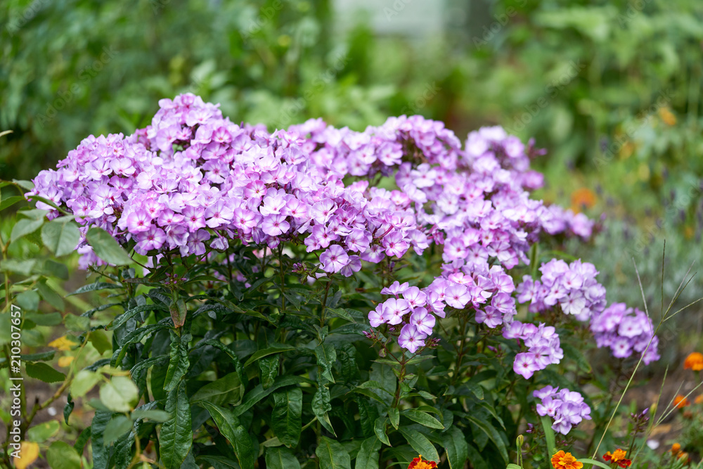 Obraz premium Phlox im Garten