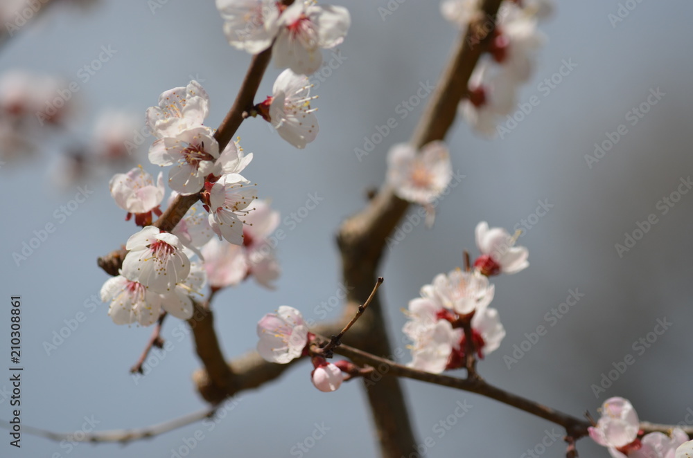 spring flower sakura cherry blossom spring flower sakura cherry blossom