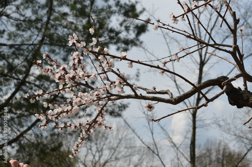 spring flower sakura cherry blossom spring flower sakura cherry blossom