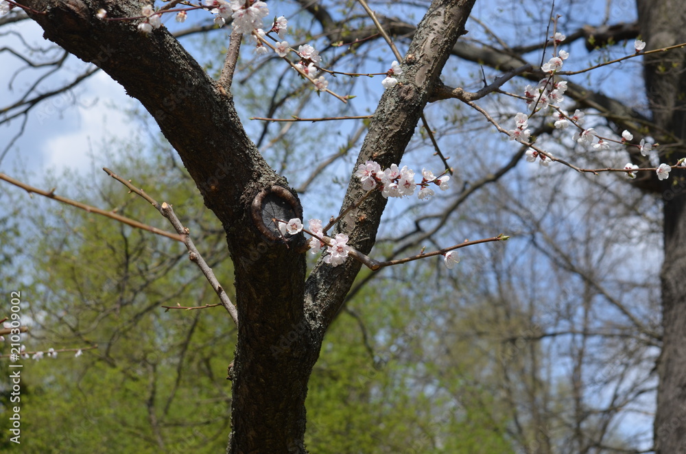 spring flower sakura cherry blossom