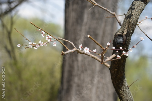 spring flower sakura cherry blossom