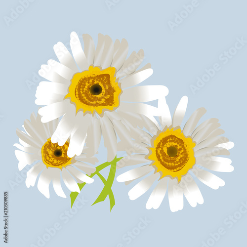 Chamomile or camomile flowers isolated, romantic flower