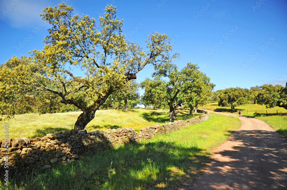 Senderismo en el Parque Natural Sierra de Aracena y Picos de Aroche, Sierra de Huelva, Andalucía, España