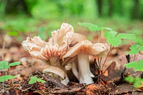 forest mushrooms growing among fallen leaves and green grass