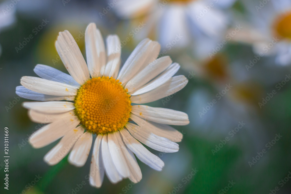 Obraz premium Camomile daisy flowers