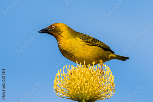 One cape weaver on a yellow protea flower against a clear blue sky photo