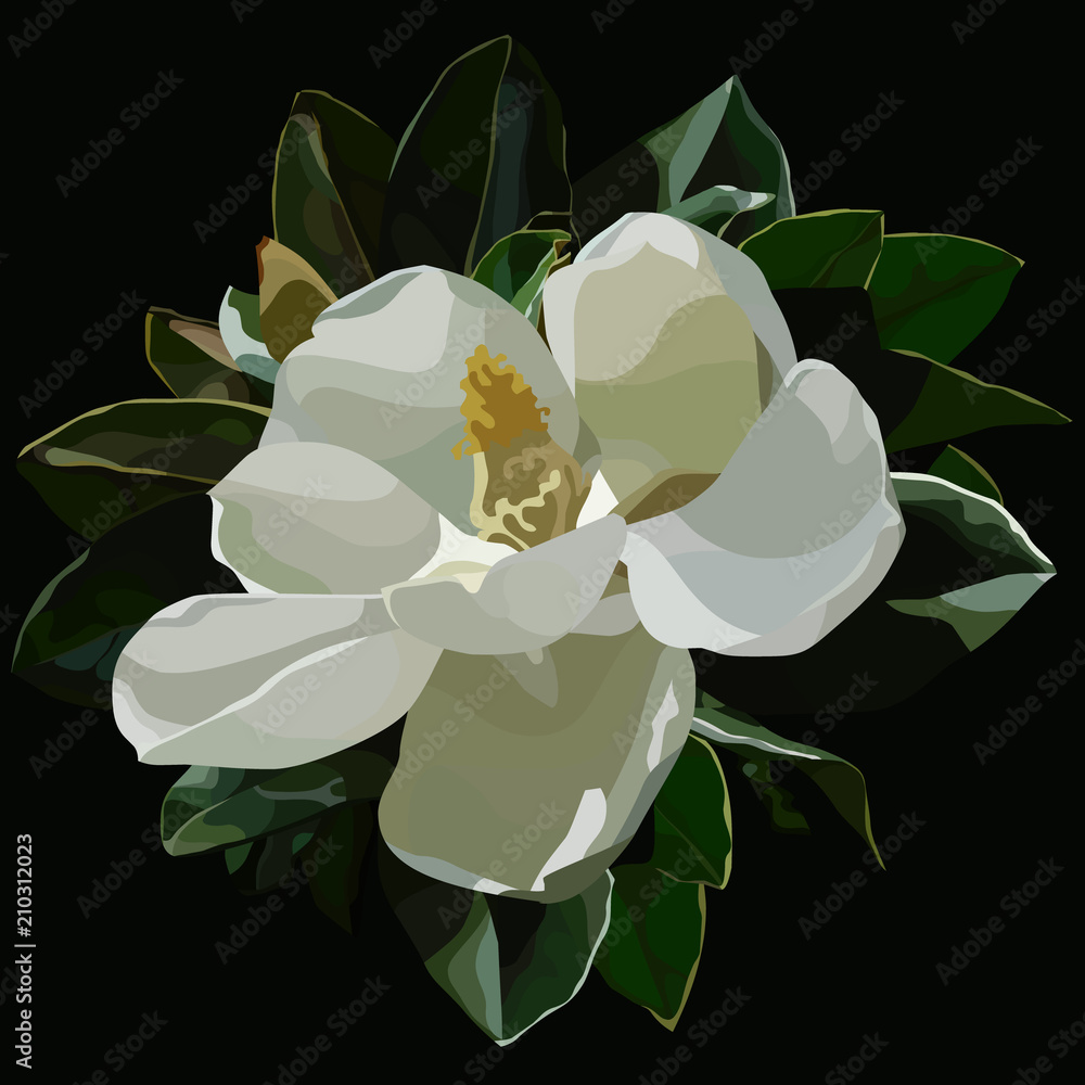 Naklejka premium painted large blossomed white magnolia flower on a black background