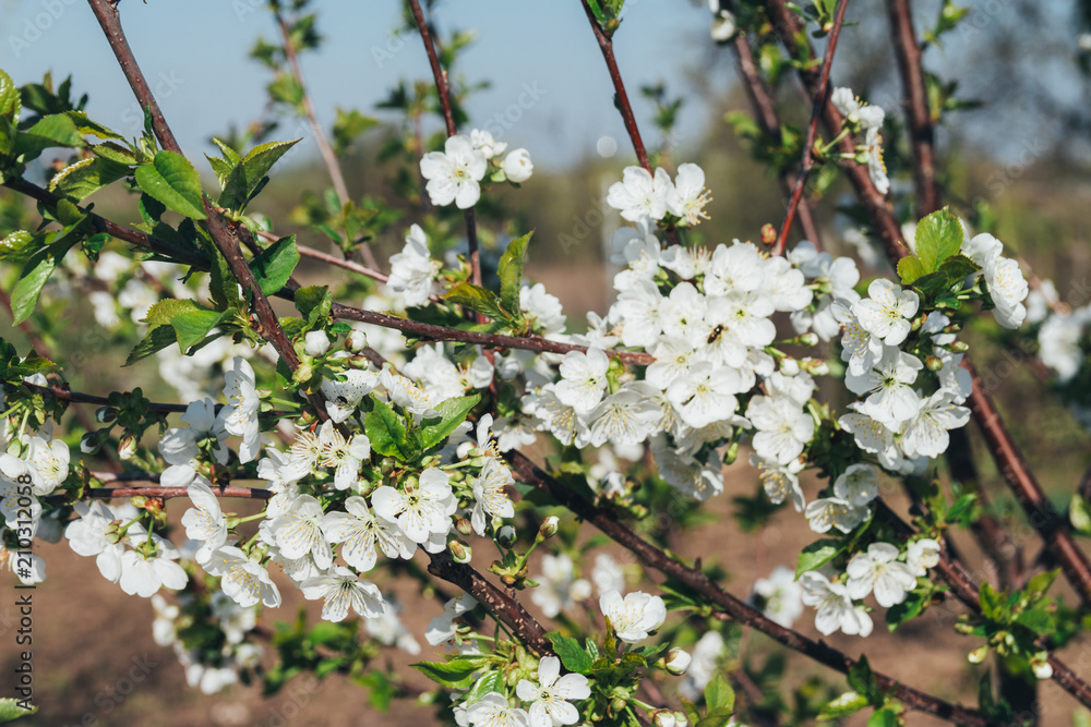 cherry branch with white flowers blooming in early spring in the garden. cherry branch with flowers, early spring cherry branch with white flowers blooming in early spring in the garden. cherry branch with flowers, early spring