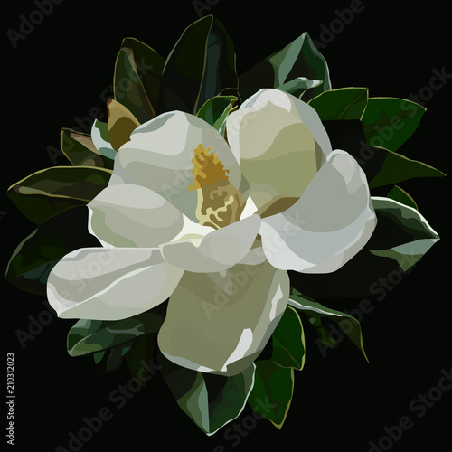 painted large blossomed white magnolia flower on a black background
