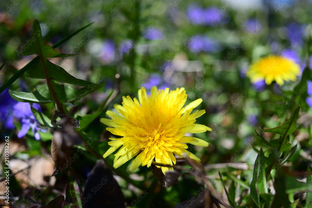 close-up dandelion and blur background close-up dandelion and blur background