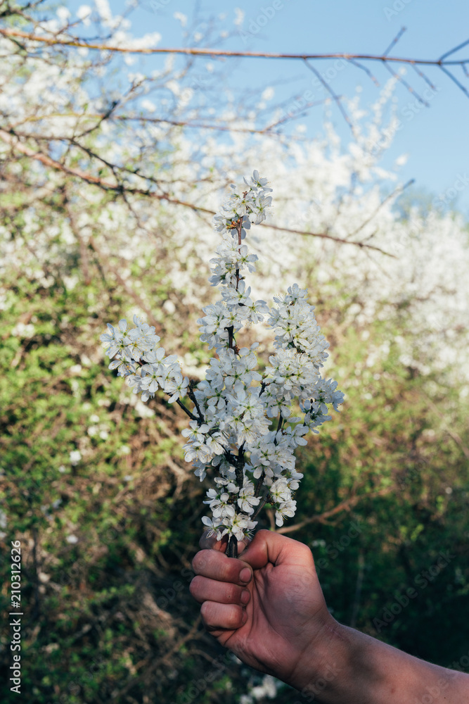 man's hand holds a branch with cherry blossoms. cherry branch with white flowers blooming in early spring in the garden. cherry branch with flowers, early spring man's hand holds a branch with cherry blossoms. cherry branch with white flowers blooming in early spring in the garden. cherry branch with flowers, early spring
