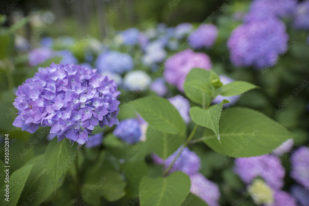 アジサイ森 梅雨イメージ アジサイ森 梅雨イメージ
