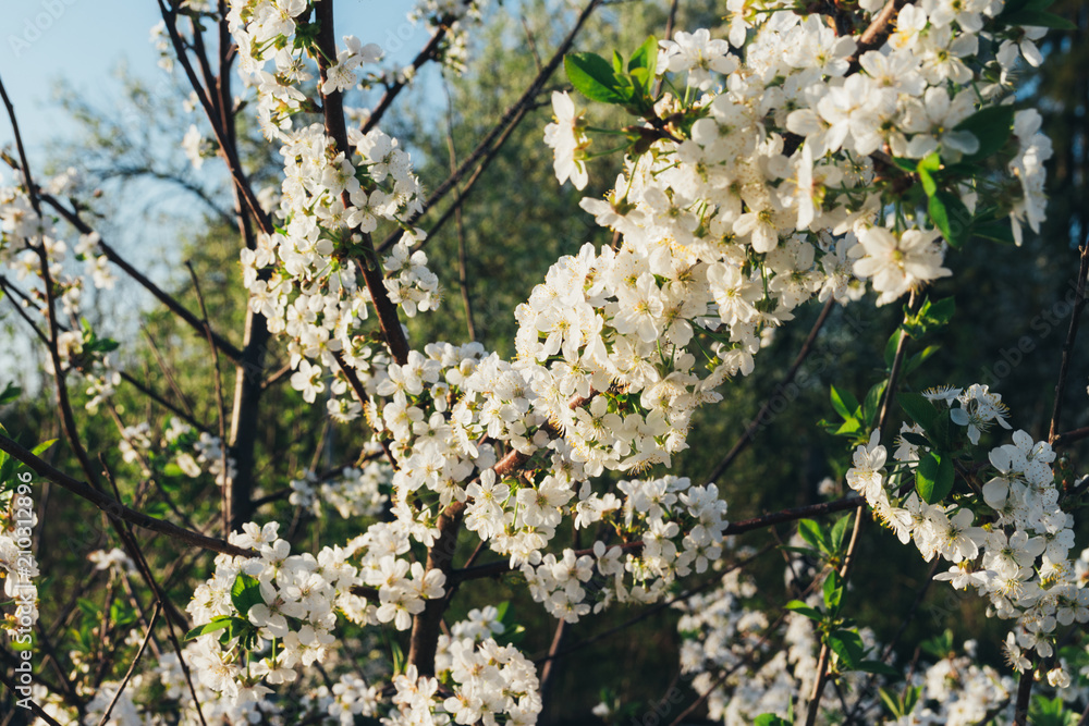 cherry branch with white flowers blooming in early spring in the garden. cherry branch with flowers, early spring cherry branch with white flowers blooming in early spring in the garden. cherry branch with flowers, early spring