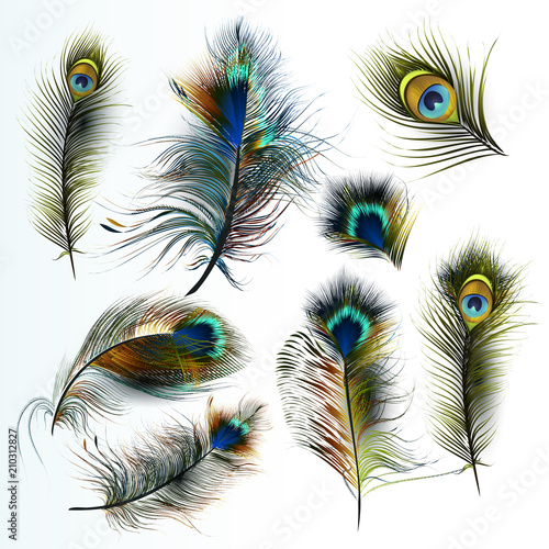 Beautiful collection of vector realistic peacock feathers