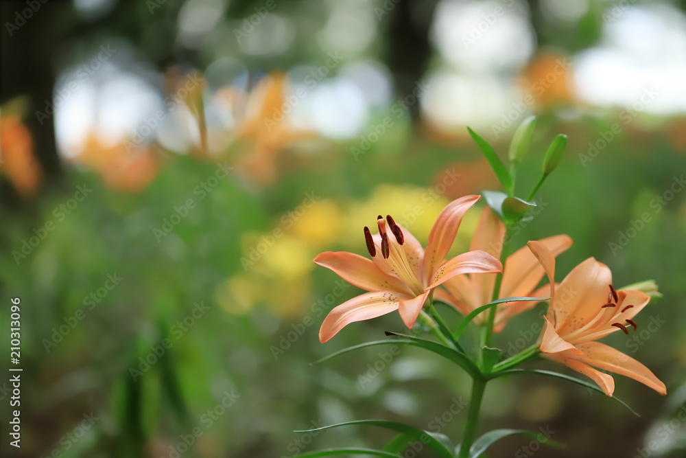 Obraz premium ユリ 百合