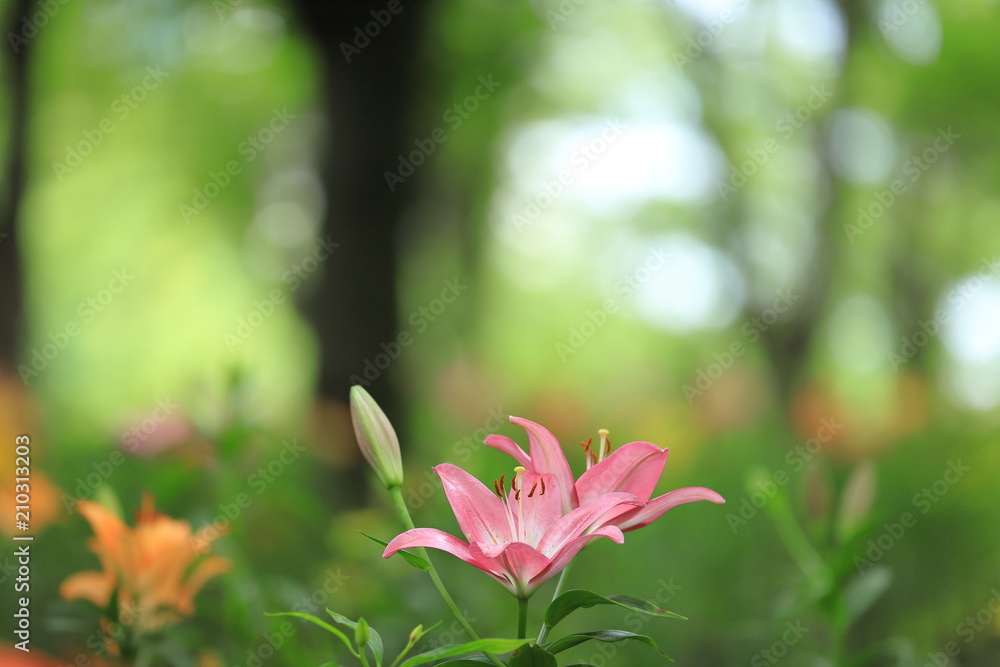 Obraz premium ユリ 百合