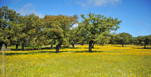 Obraz w ramie Dehesa en primavera. Parque Natural Sierra de Aracena y Picos de Aroche, Sierra de Huelva, Andalucía, España