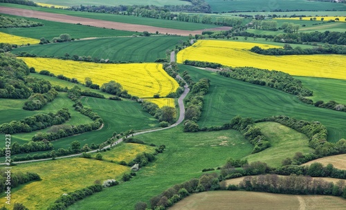 Rural scenery with road between yellow Swedish turnip fields