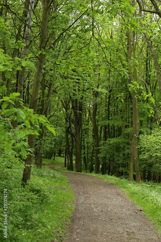 Fototapeta Naklejka Na Ścianę i Meble -  Gravel path in the hardwood