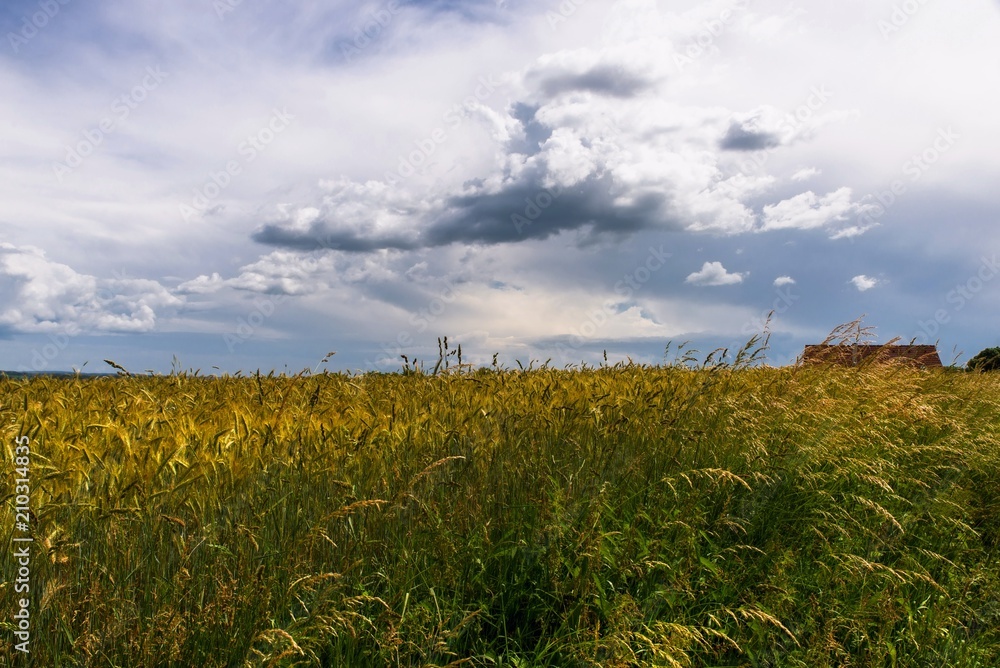 Field and stormy sky on summer. Field and stormy sky on summer.