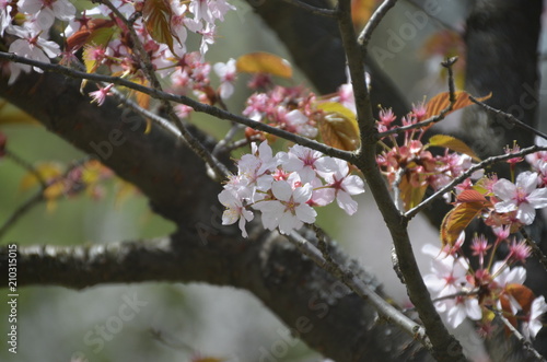 sakura japan garden spring flower cherry blossom