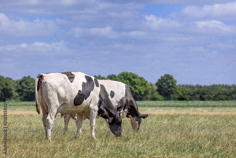 Holstein-Friesian cattle in a green meadow with forest on the background, The Netherlands.