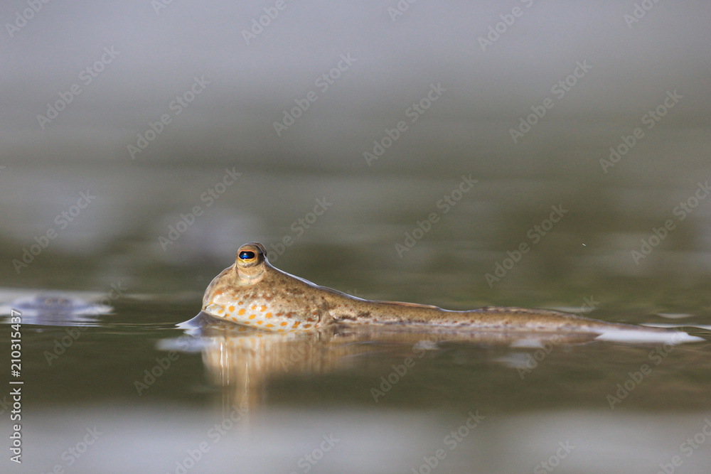 Mudskipper fish Mudskipper fish