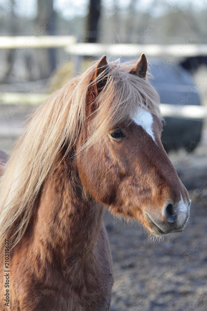 Orange horse portrait Orange horse portrait