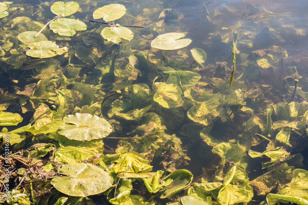 Water lily leaves floating on the water on sunny day. Water lily leaves floating on the water on sunny day.