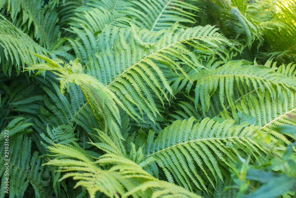 Green fern. Floral background with leaves