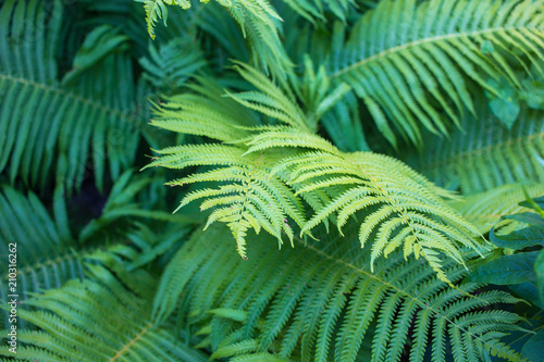 Fototapeta Naklejka Na Ścianę i Meble -  Green fern. Floral background with leaves