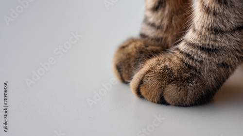 cat paws in closeup