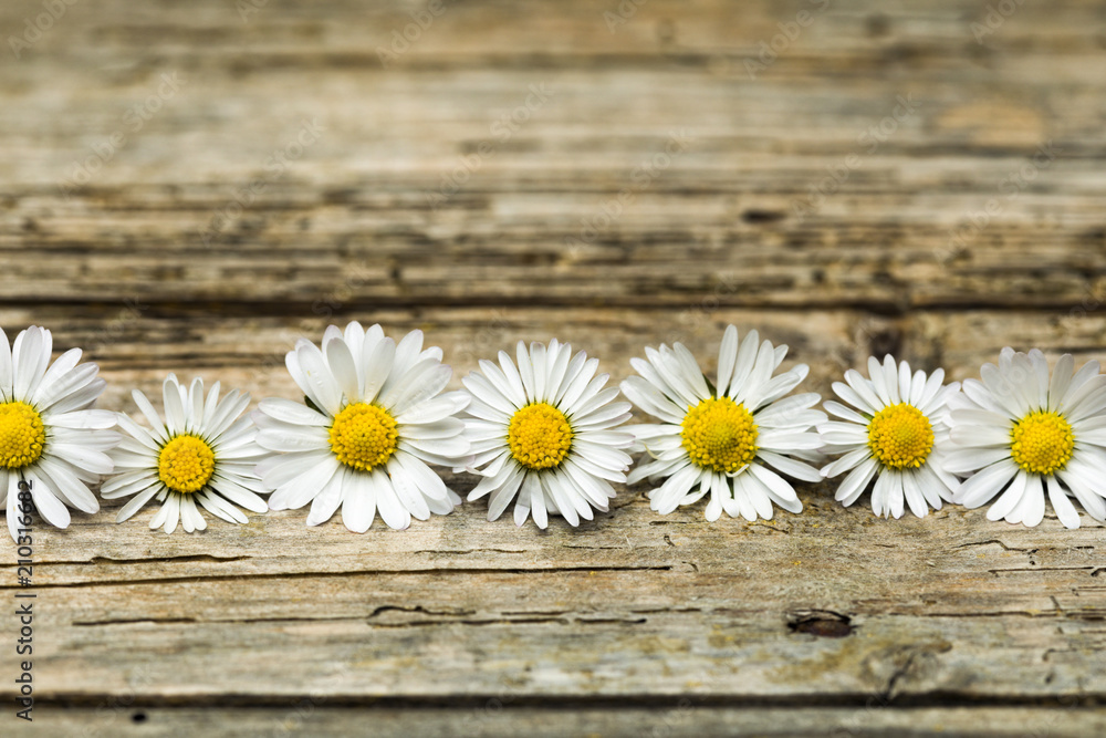 Obraz premium Row of daisies on rustic background