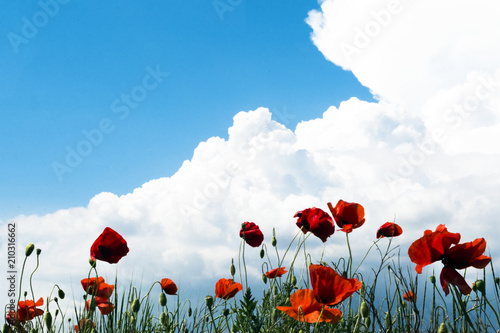 Fototapeta Naklejka Na Ścianę i Meble -  Amazing spring poppy field landscape against colorful sky and light clouds