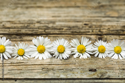 Row of daisies on rustic background © eyewave