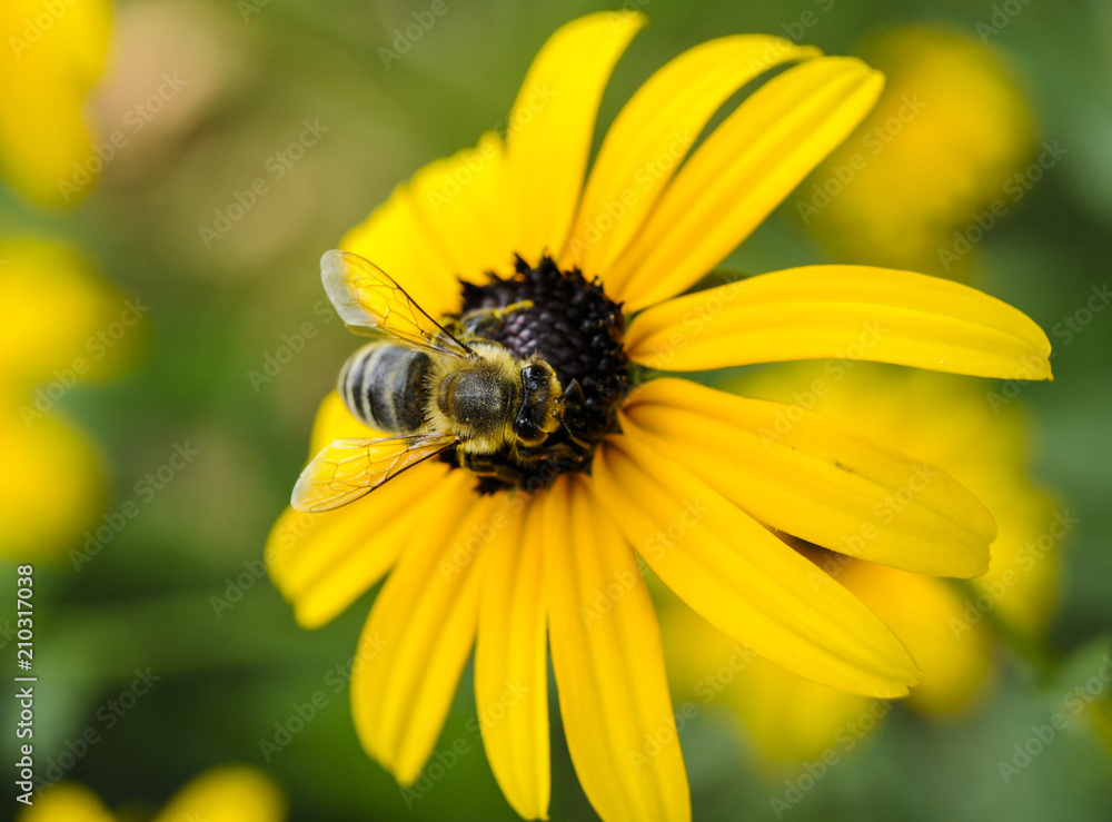Flower with bee in the summer garden Flower with bee in the summer garden
