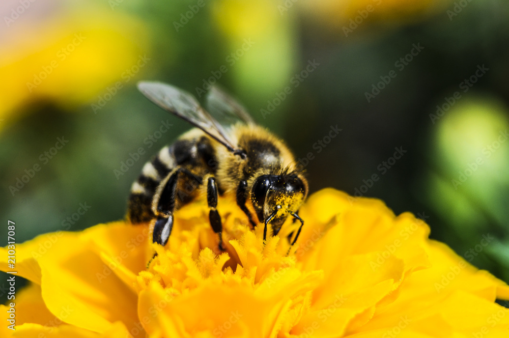 Flower with bee in the summer garden Flower with bee in the summer garden