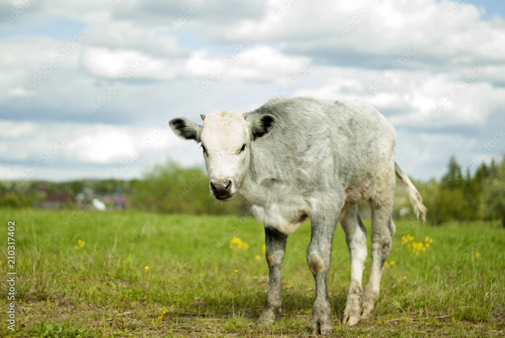 young light-gray steer in the meadow, soft light, easy blur young light-gray steer in the meadow, soft light, easy blur
