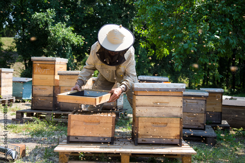 Young beekeeper working in the apiary in beekeeping veil and smoker by the wooden bee hives. Young beekeeper working in the apiary in beekeeping veil and smoker by the wooden bee hives.