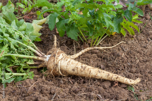 Schilderij op canvas Potager - Légume ancien : le panais