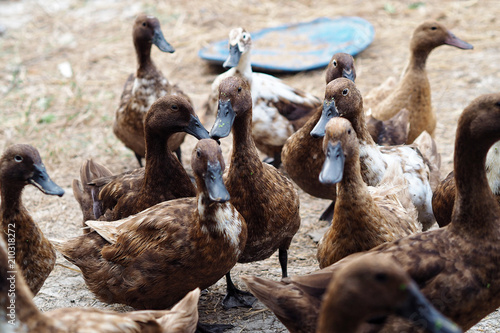 Female Khaki Campbell duck outside for agriculture