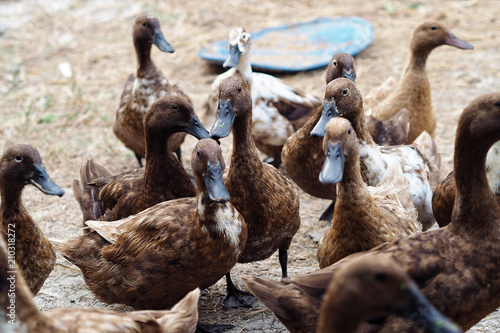 Fotografie Female Khaki Campbell duck outside for agriculture