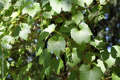 Green foliage and unripe berries of Vitis palmata or catbird grape photo