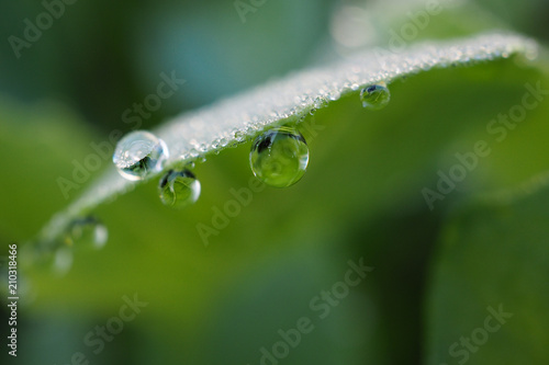 Close-up of drops of water or dew on green leaves of Kale.
