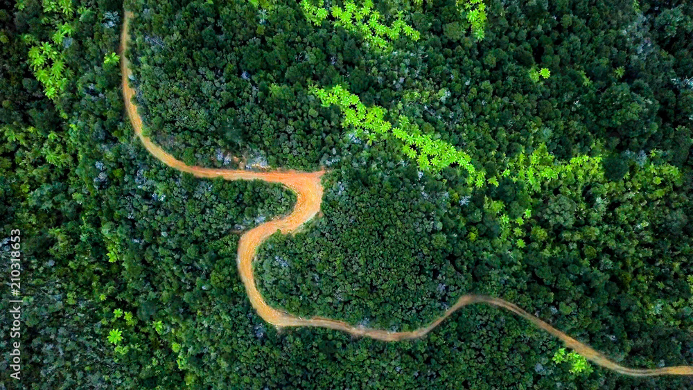 forest and road from drone forest and road from drone